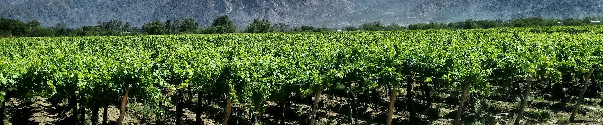 Bodegas Y Viñedos El Recado