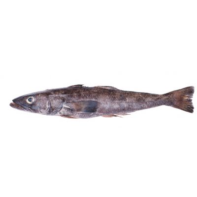 sea bass